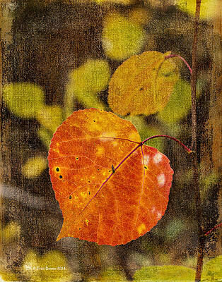 Photograph - Fall Quaking Aspen by Fred Denner