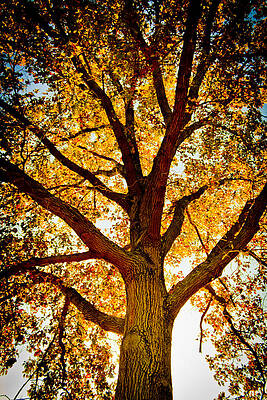 Tree Wall Art featuring the photograph Fall Tree by Jonny D