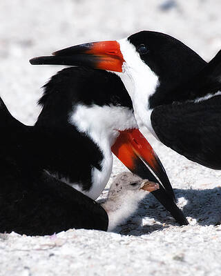 Bird Wall Art featuring the photograph Family Affair by Ghostwinds Photography