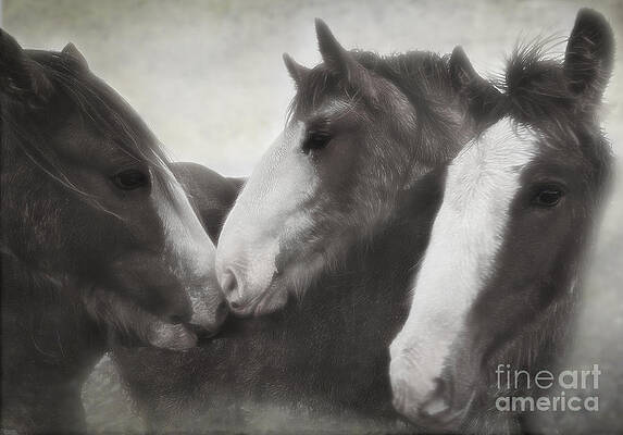 Wall Art featuring the photograph Family Gathering by Kype Hills