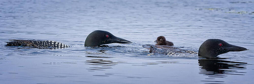 Wall Art featuring the photograph Family Swim by Jeff Sinon
