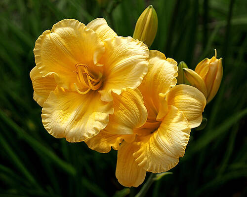 Wall Art featuring the photograph Fancy Yellow Daylilies by Rona Black