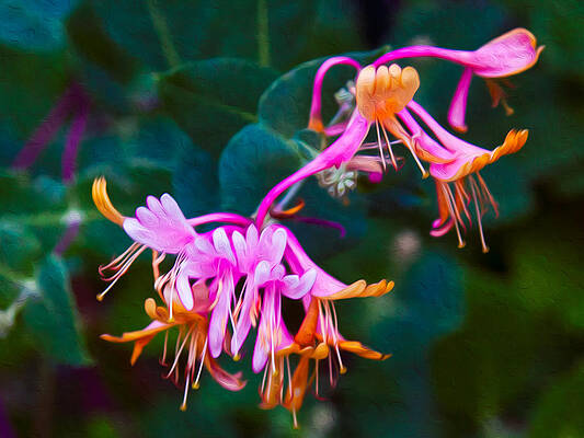 Summer Painting - Fantasy Flowers by Omaste Witkowski