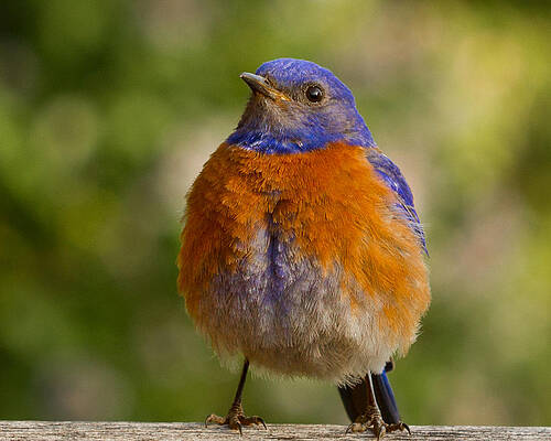 Bird Wall Art featuring the photograph Fat Bluebird by Jean Noren
