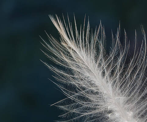 Nature Photograph - Feather Detail by Jean Noren