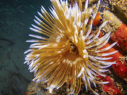 Nature Photograph - Feather Duster by Jean Noren