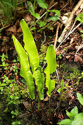 Nature Photograph - Feather Ferns by Mark Callanan