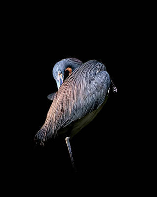 Wall Art featuring the photograph Feather Palette by Ghostwinds Photography