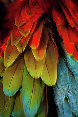 Vibrant Parrot Feather Close-Up Wall Art