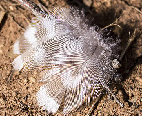 Wildlife Photograph - Feathers by Steven Ralser