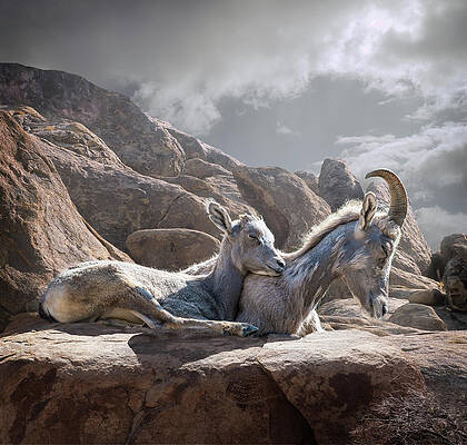 Resting Mountain Goats on Rocky Terrain Wall Art