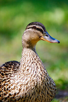 Color Photograph - Female Mallard Portrait by Crystal Wightman