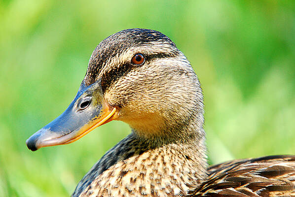 Wall Art featuring the photograph Female Mallard Duck by Crystal Wightman