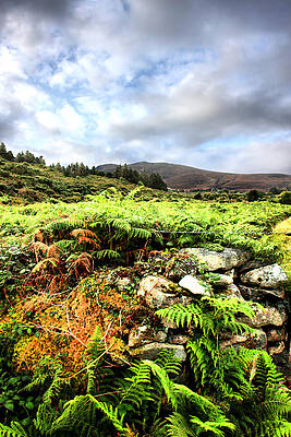 Landscape Photograph - Ferns And Stone Wall by Mark Callanan