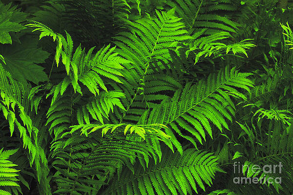 Spring Wall Art featuring the photograph Ferns by William Norton