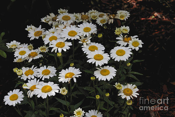 Summer Photograph - Field Of Daisies by William Norton