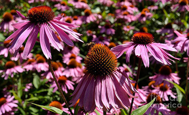 Photograph - Field Of Echinaceas by Scott Lyons