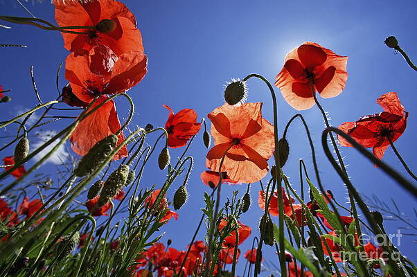 Tree Wall Art featuring the photograph Field Of Poppies At Spring by Sami Sarkis Photography