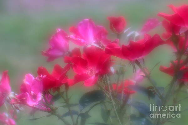 Wild Photograph - Field Of Roses by Mary Lou Chmura