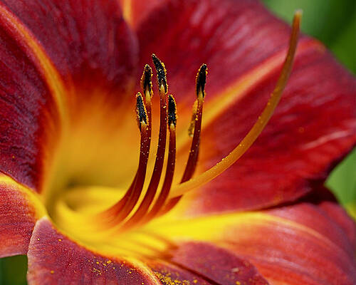 Bold Wall Art featuring the photograph Fiery Lily by Rona Black