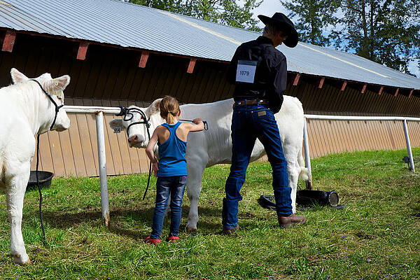 Mary Lee Photograph - Final Touches On The Charolais Heifer by Mary Lee Dereske