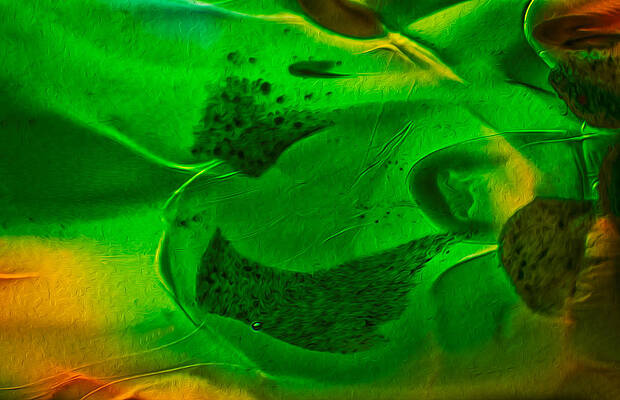 Nature Photograph - Finding Nemo by Omaste Witkowski