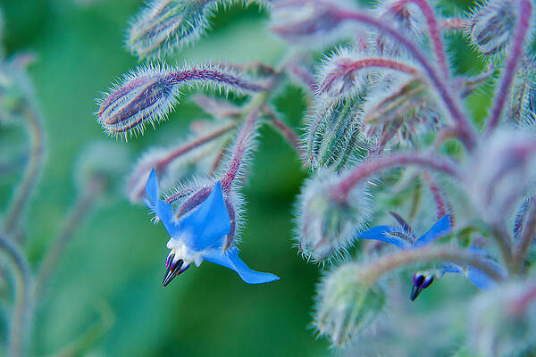 Wall Art featuring the photograph Fine Art Blue by Lisa Chorny