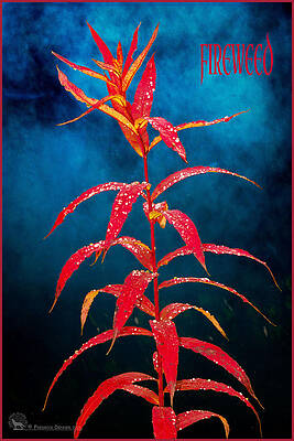 Photograph - Fireweed by Fred Denner