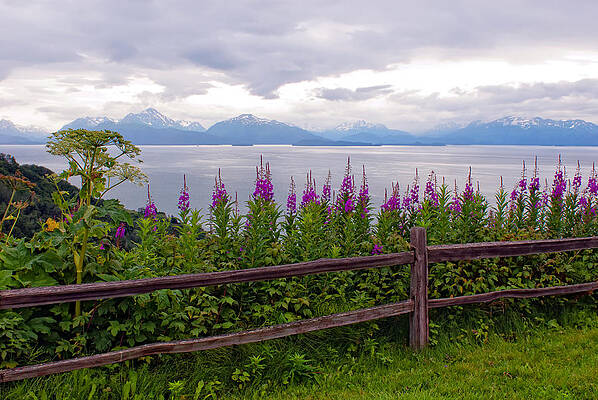 Sunrise Photograph - Fireweed Sunrise by Ghostwinds Photography