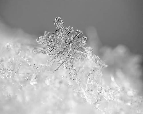 Intricate Snowflake Close-Up Wall Art