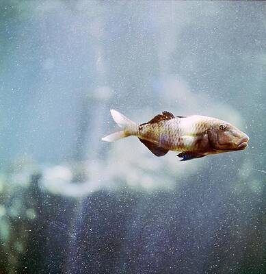 Indoors Photograph - Fish At Sea Life Park by Horst P. Horst