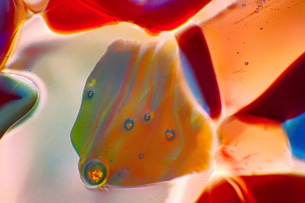 Photograph - Fish Blowing Bubbles by Omaste Witkowski