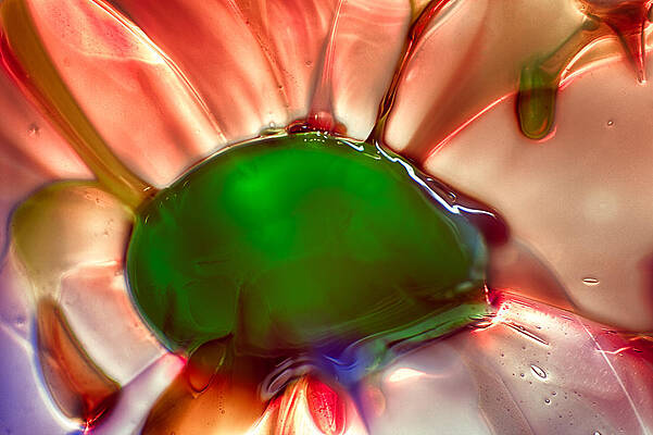 Photograph - Fish Mohawk by Omaste Witkowski