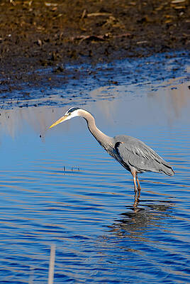 Wildlife Wall Art featuring the photograph Fishing by Gary Wightman