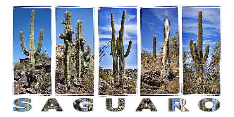 Saguaro Cactus Panorama Wall Art