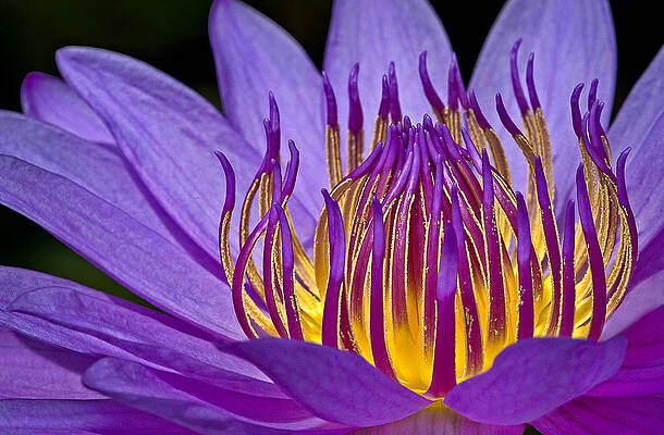 Vibrant Purple Water Lily Photograph