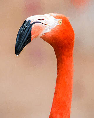 Wildlife Wall Art featuring the photograph Flamingo Head - Digital Photo Art by Duane Miller