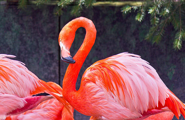 Wall Art featuring the photograph Flamingo In The Wild by Jonny D