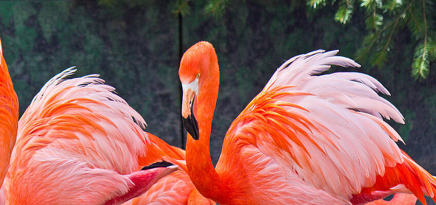 Wall Art featuring the photograph Flamingos by Jonny D