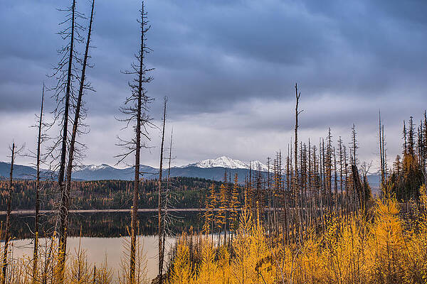 Photograph - Flathead National Forest by Adam Mateo Fierro