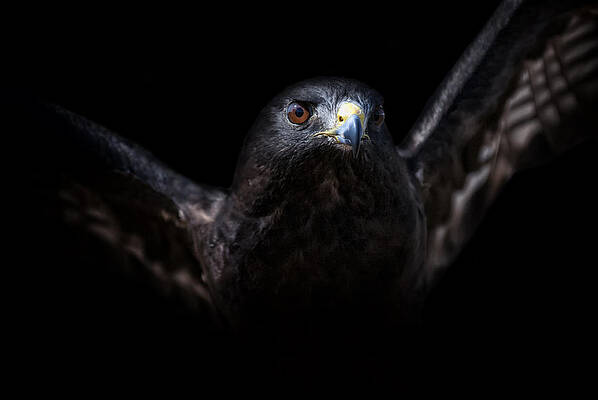 Wall Art featuring the photograph Flight by Ghostwinds Photography