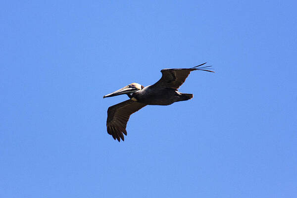 Photograph - Flight Of The Pelican by Rob Narwid
