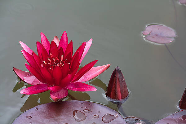 Delicate Wall Art featuring the photograph Floating by Shirley Mitchell