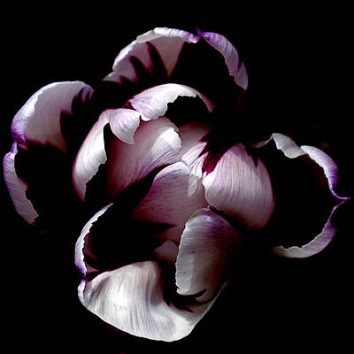 Beautiful Photograph - Floral Symmetry by Rona Black
