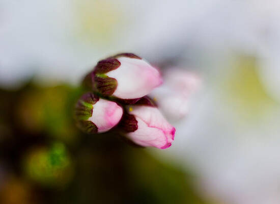 Flower Wall Art featuring the photograph Flower Buds by Jonny D