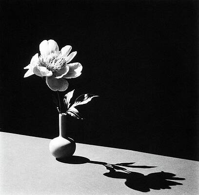 Shadow Photograph - Flower In Vase by Horst P. Horst
