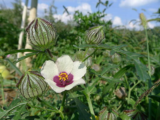 White Photograph - Flower Of An Hour by Richard Reeve