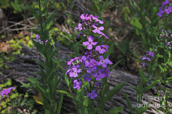 Spring Wall Art featuring the photograph Flower On A Log by William Norton