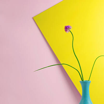 Wall Art featuring the photograph Flowering Chive Blossom by Juj Winn