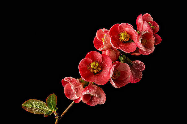 Vibrant Red Blossoms on Black Photograph